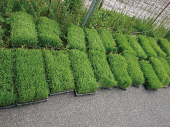 田植え1