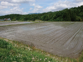 田植え3