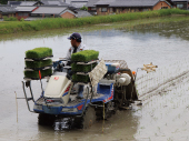 田植え