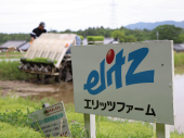 田植え