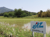 田植え1